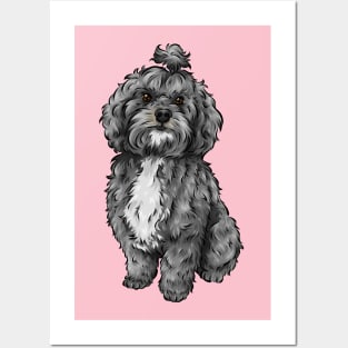 Cute Lhasapoo Dog | Lhasa Apso and Poodle Cross Posters and Art